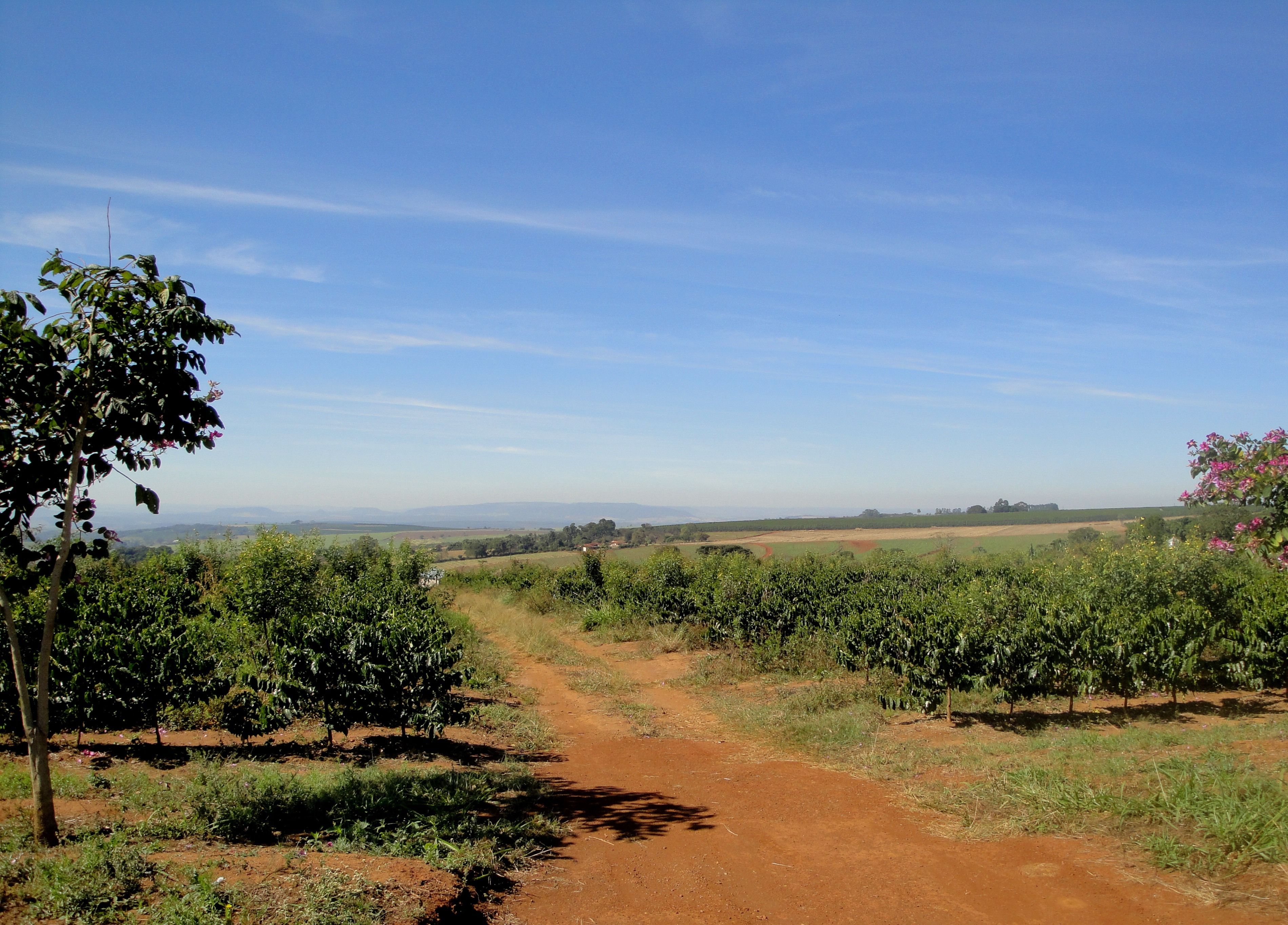 Plantação de café com montanhas de Minas Gerais ao fundo - Concurso Emater-MG — concurso público 2026