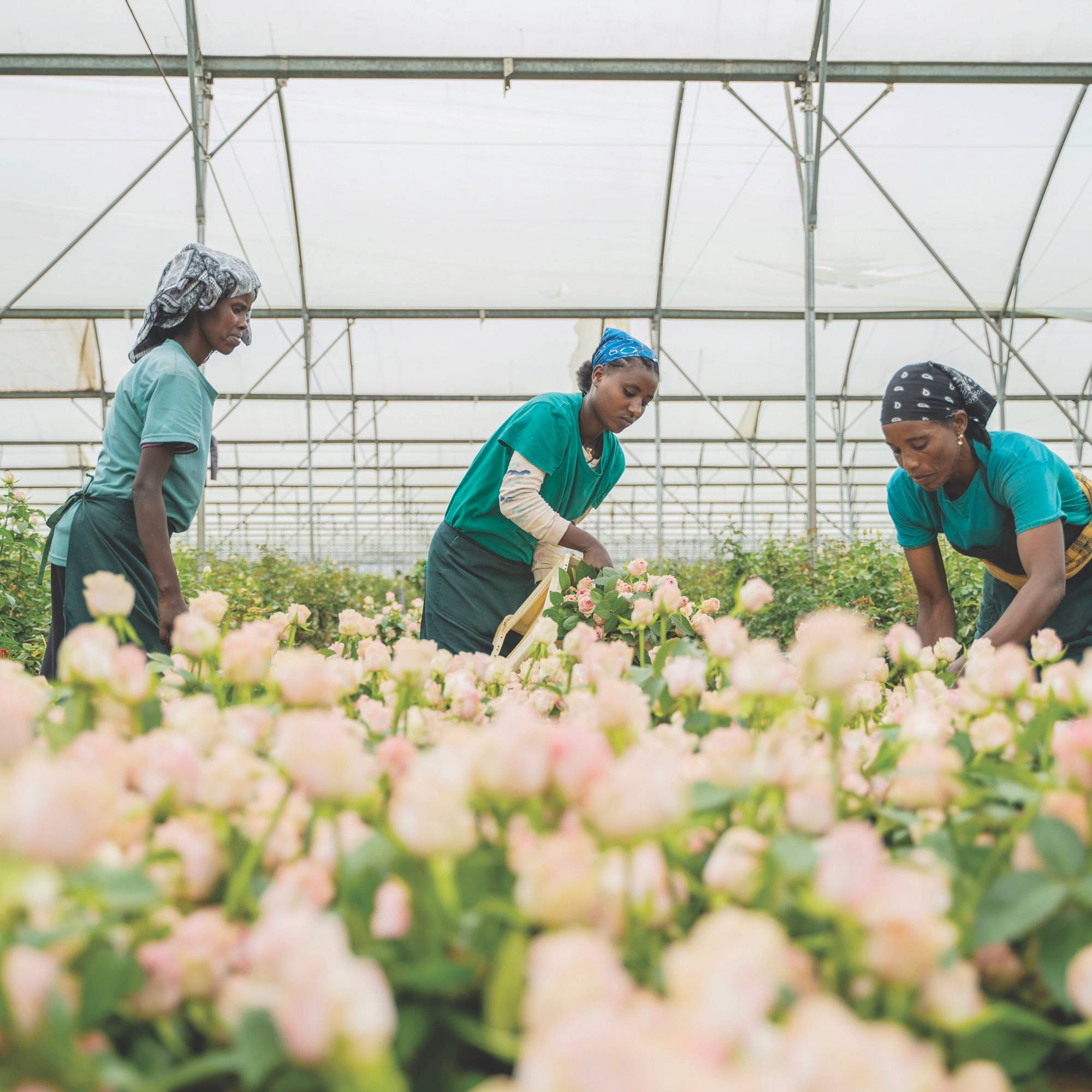 Three women working inside of a greenhouse with pink flowers in the foreground