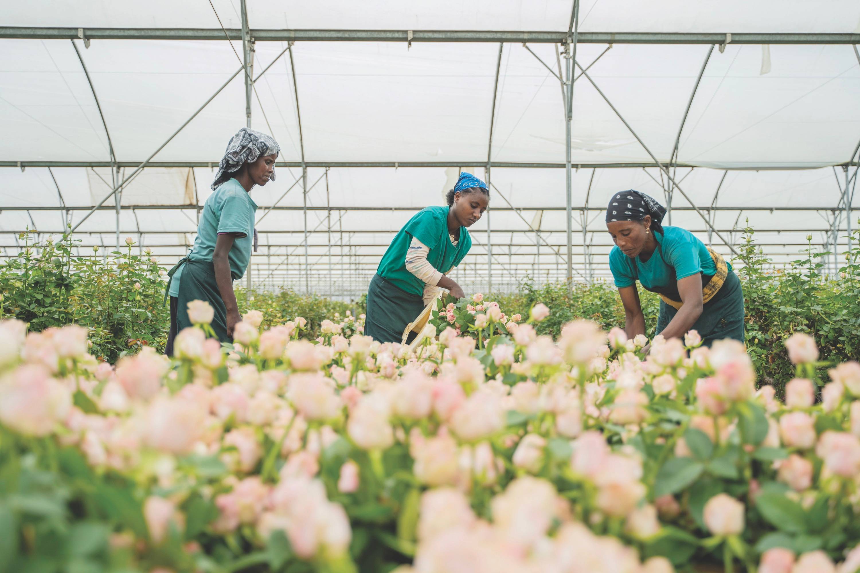 Three women working inside of a greenhouse with pink flowers in the foreground