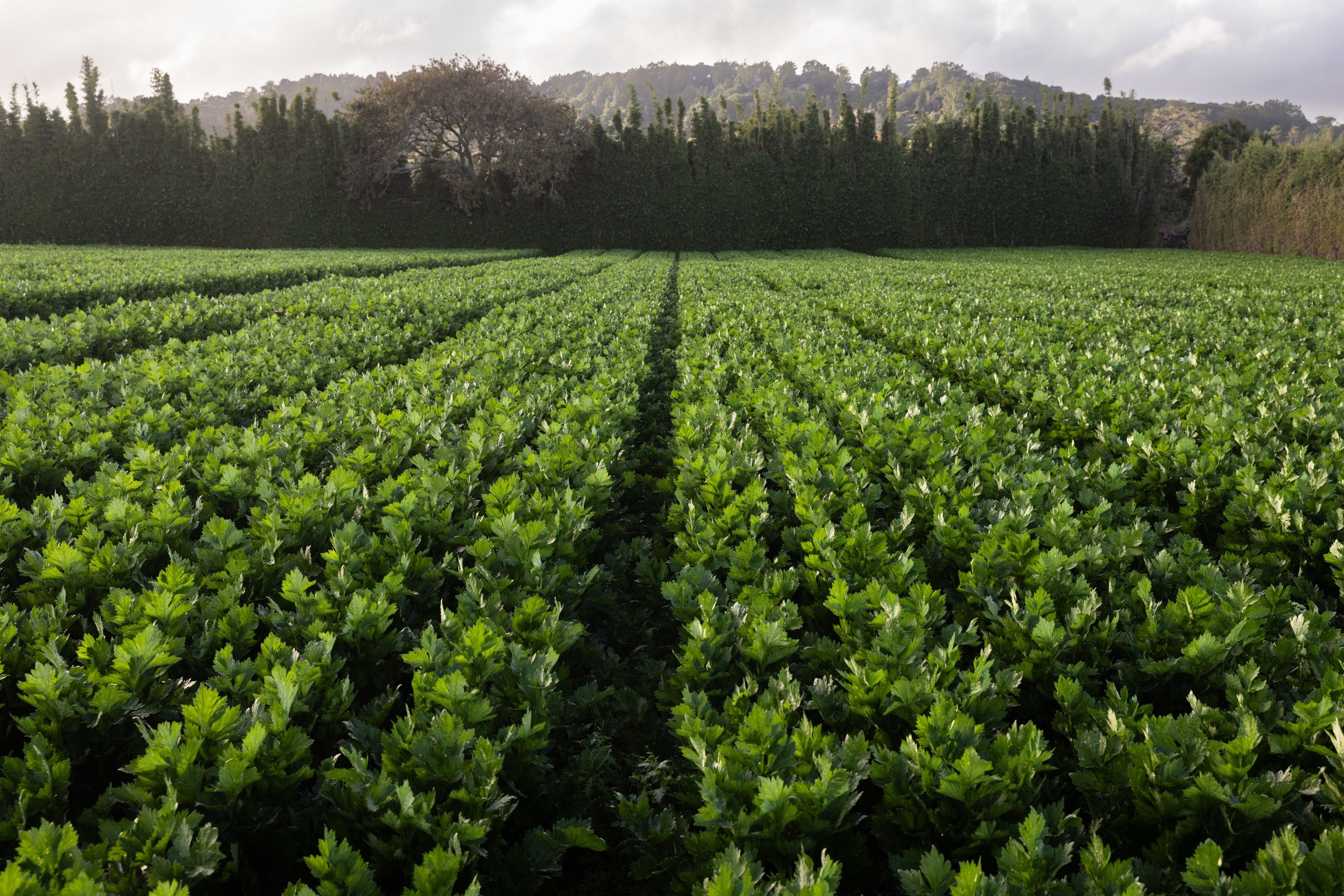 A green field of crops with green trees in the background