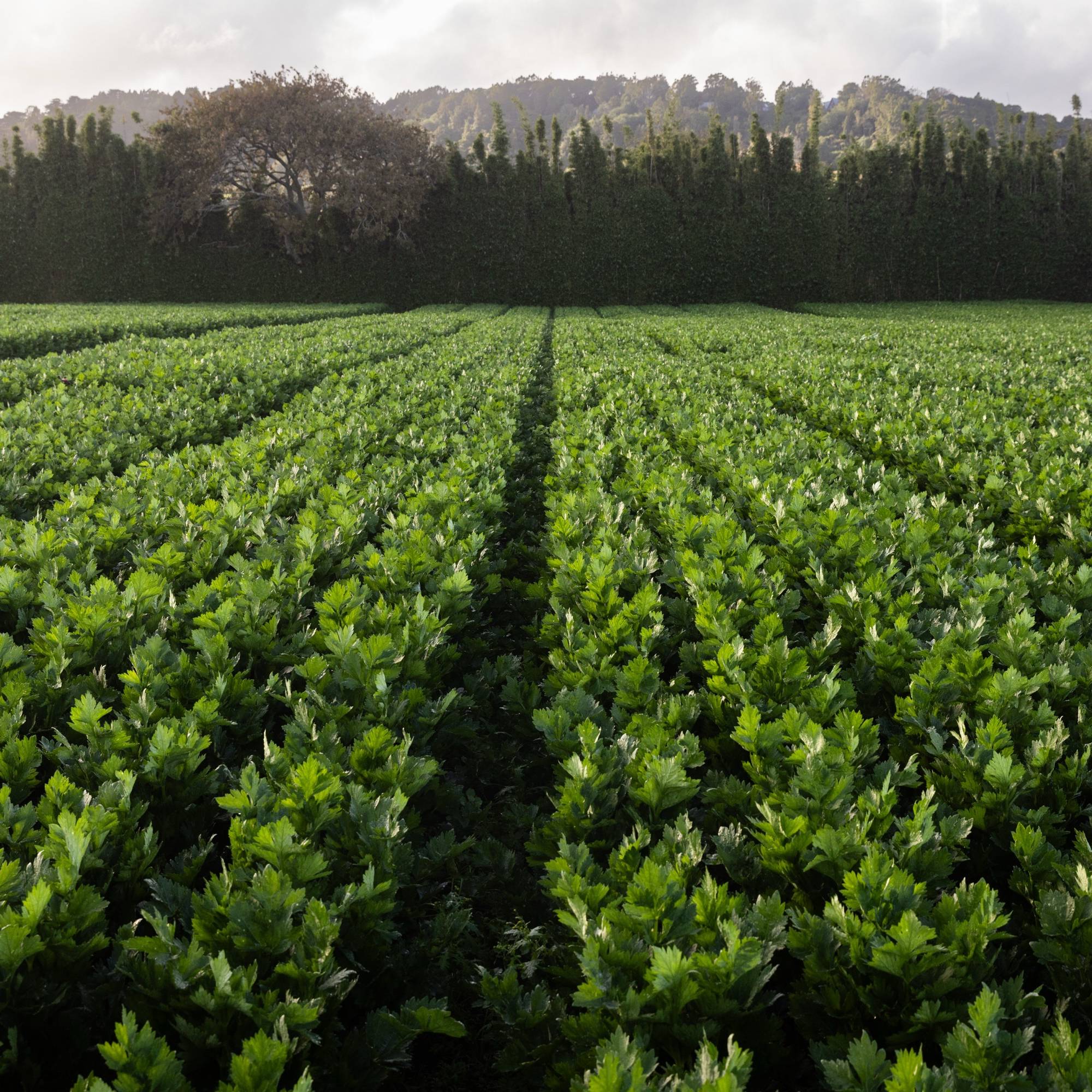 A green field of crops with green trees in the background