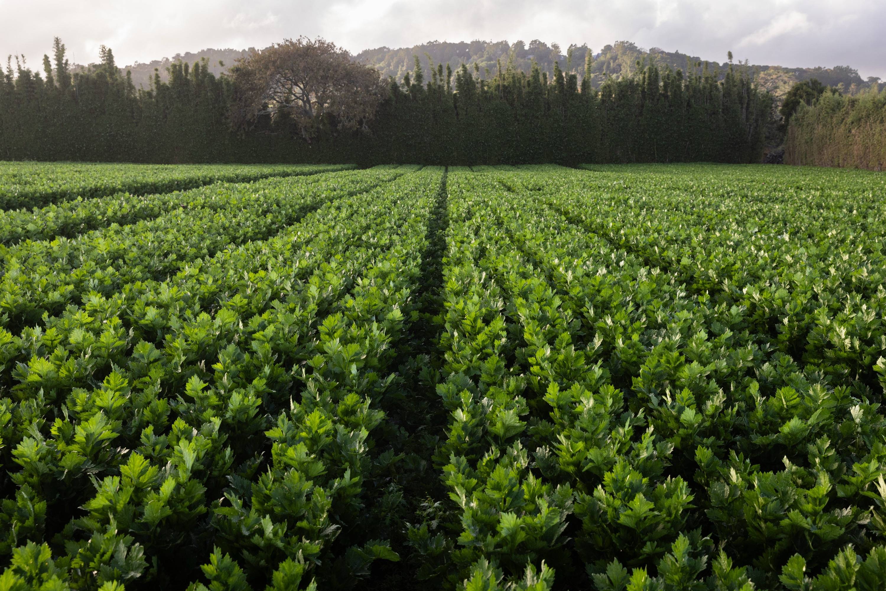 A green field of crops with green trees in the background