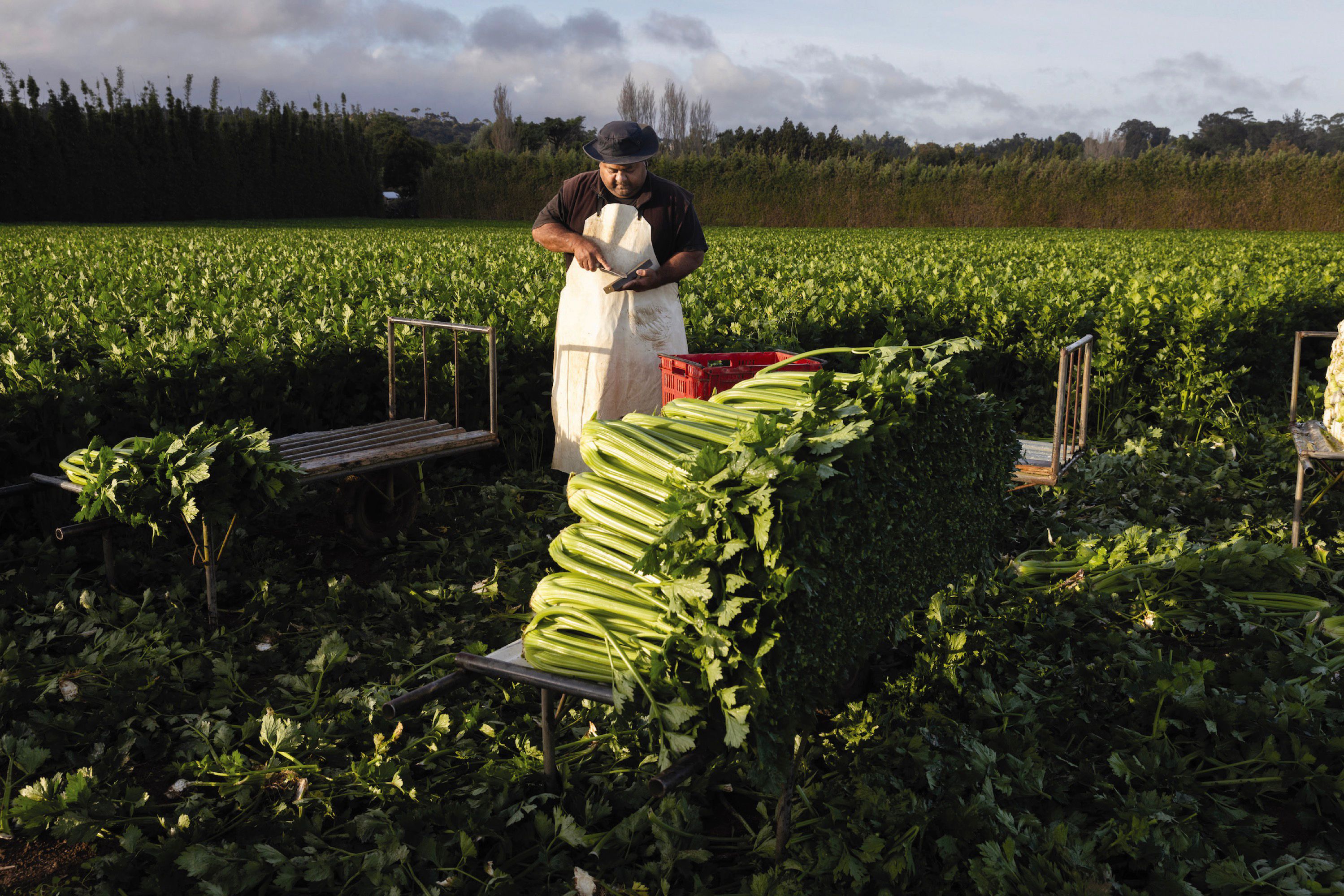 A man works outside stacking plant cuttings