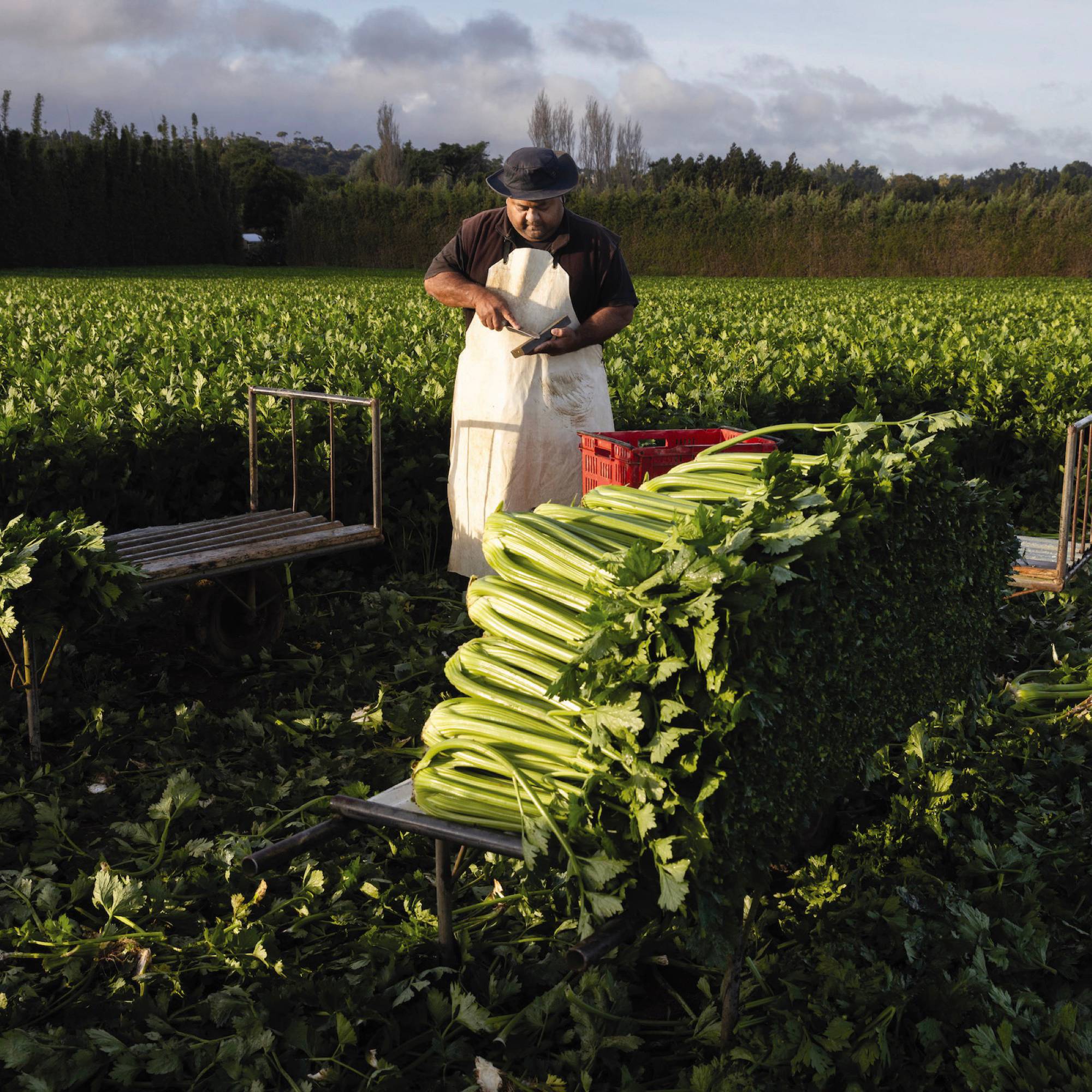 A man works outside stacking plant cuttings