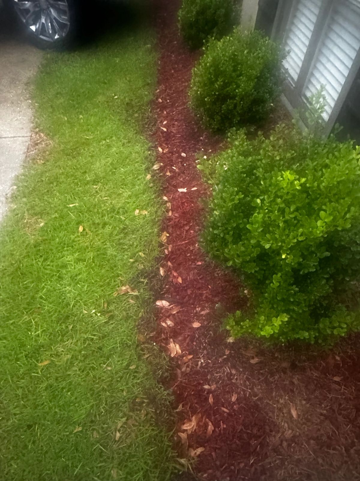 Landscape bed before maintenance, with grass growing over the mulch edge and leaf litter across the bed