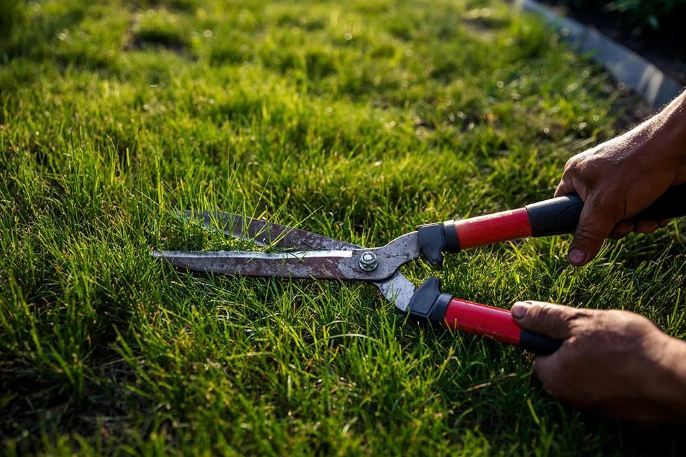 Understanding Lawn Care Costs in Prairieville, LA: A Guide for Homeowners
