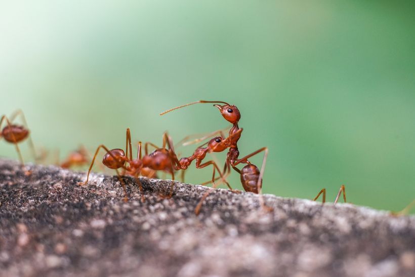 Ants
