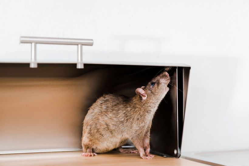 Rodents
