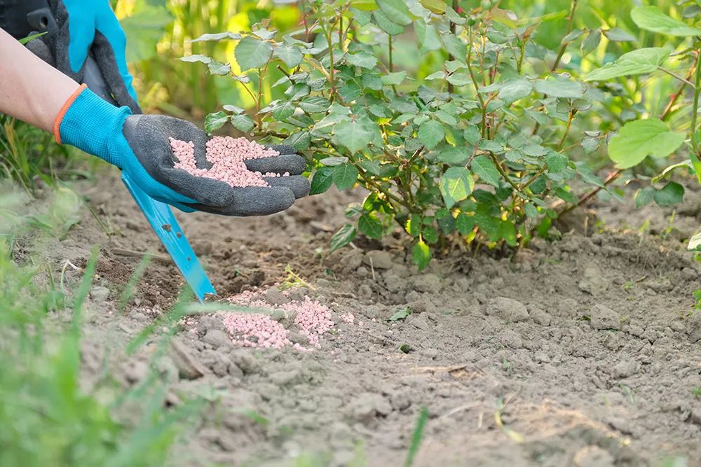 Fertilization and Weed Control