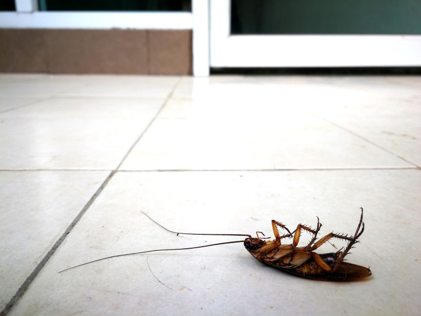 Cockroach