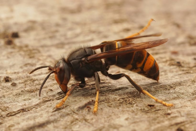 Wasp & Bee