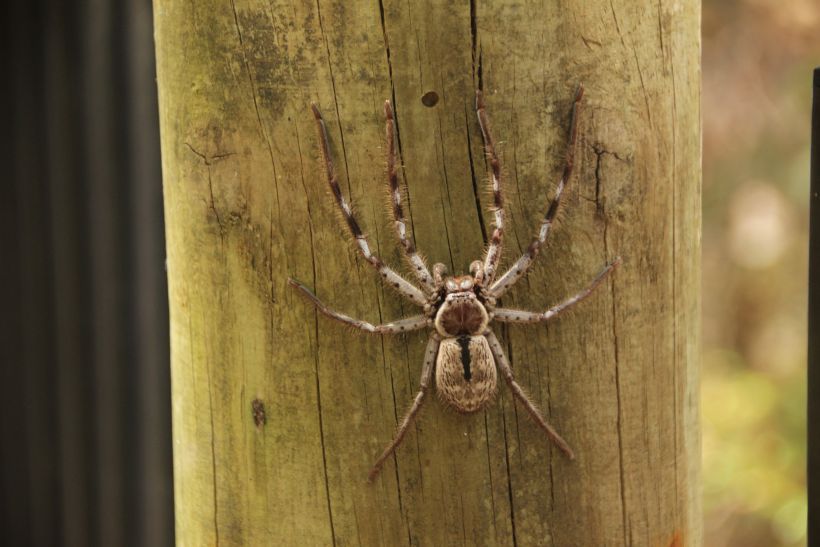 Spider