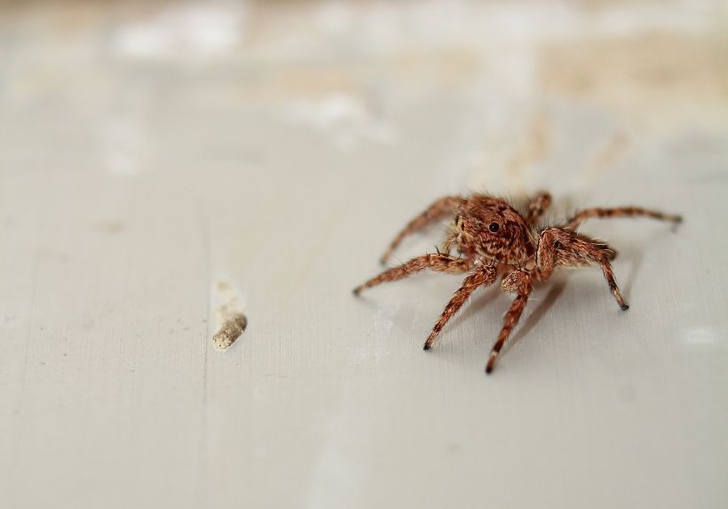 Spider