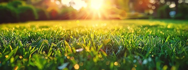 Sustainable Lawn Care Tips: 5 Eco-Friendly Ways to a Greener Yard