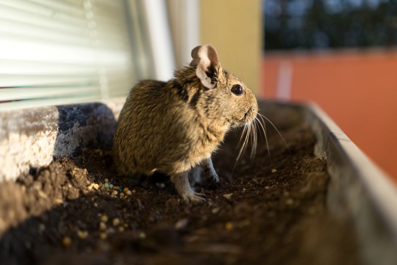 Rodents