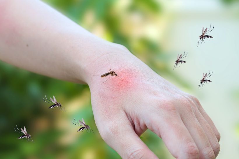 Mosquito
