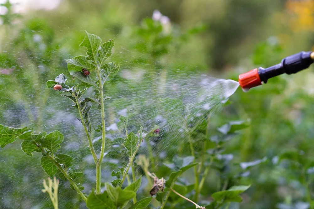 Fertilization and Weed Control