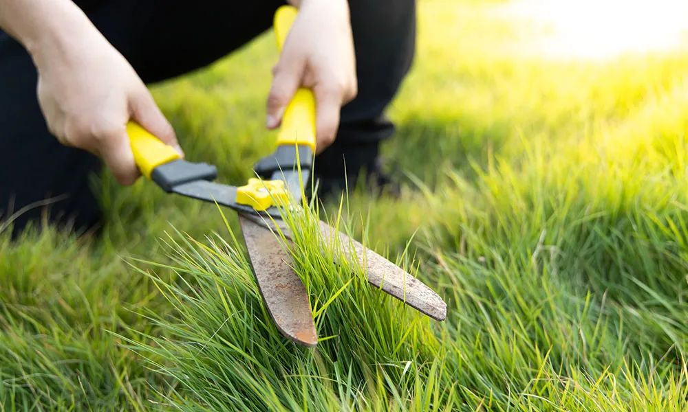 Lawn Care Mistakes, Beginners Guide