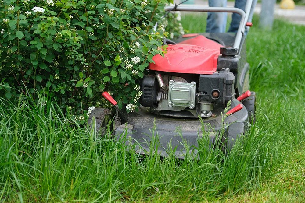 Lawn Maintenance