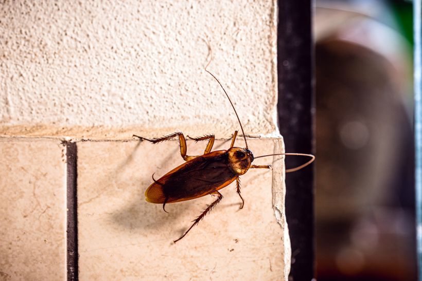Cockroach