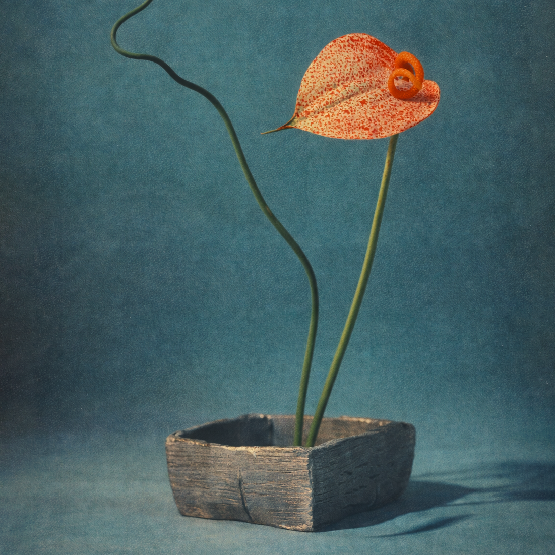 Ikebana with Speckled Anthurium