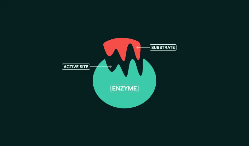 Enzyme thumbnail