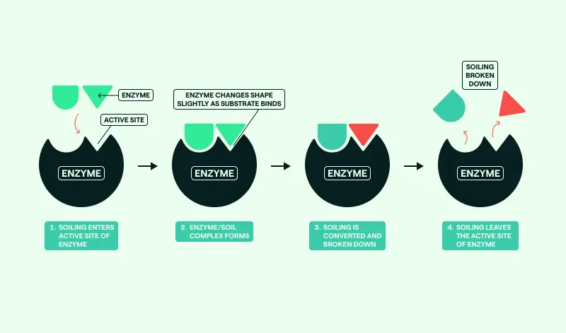Illustration of the enzymatic process