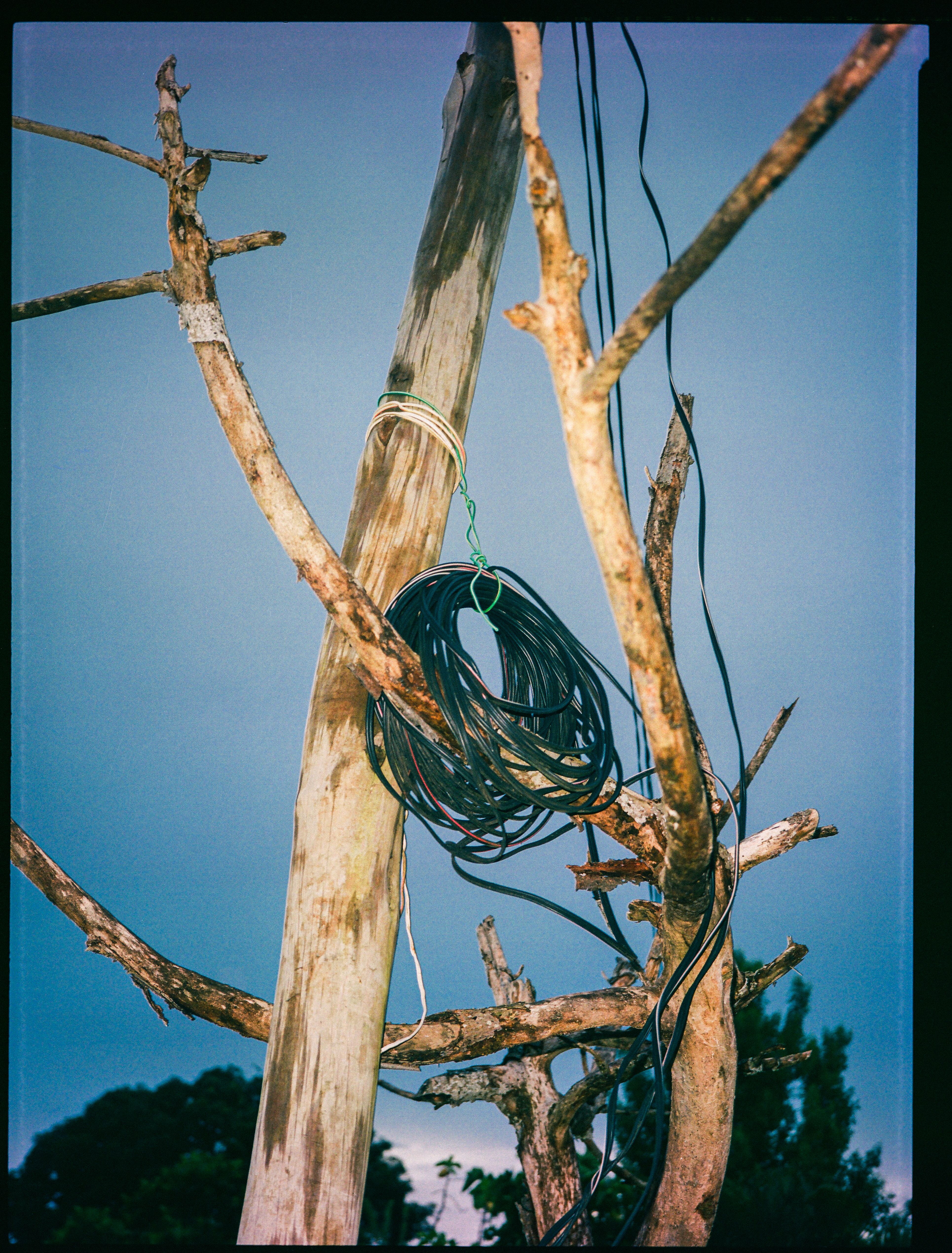 Wires tangled in a pair of trees