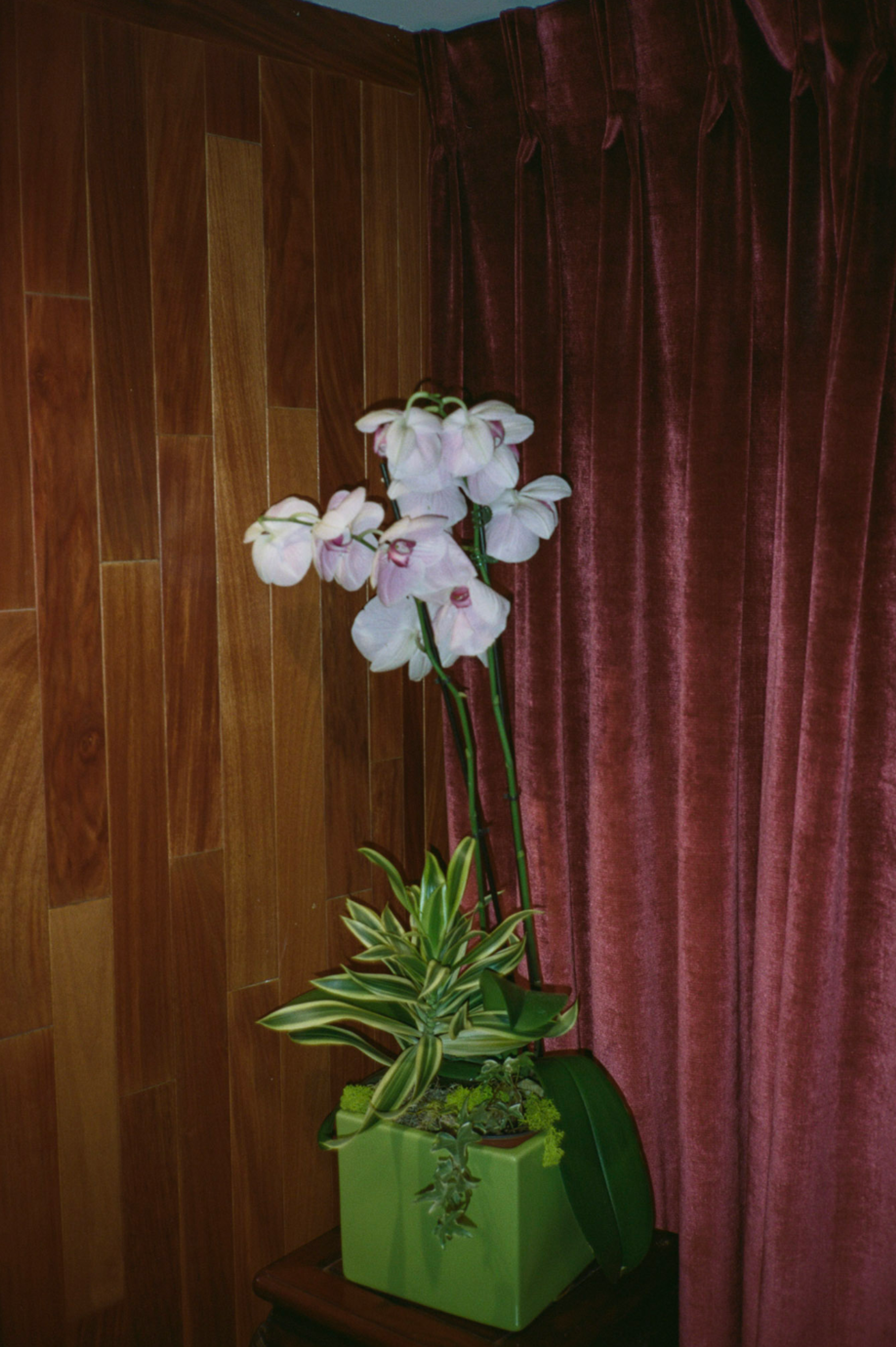 Plasticine Orchid