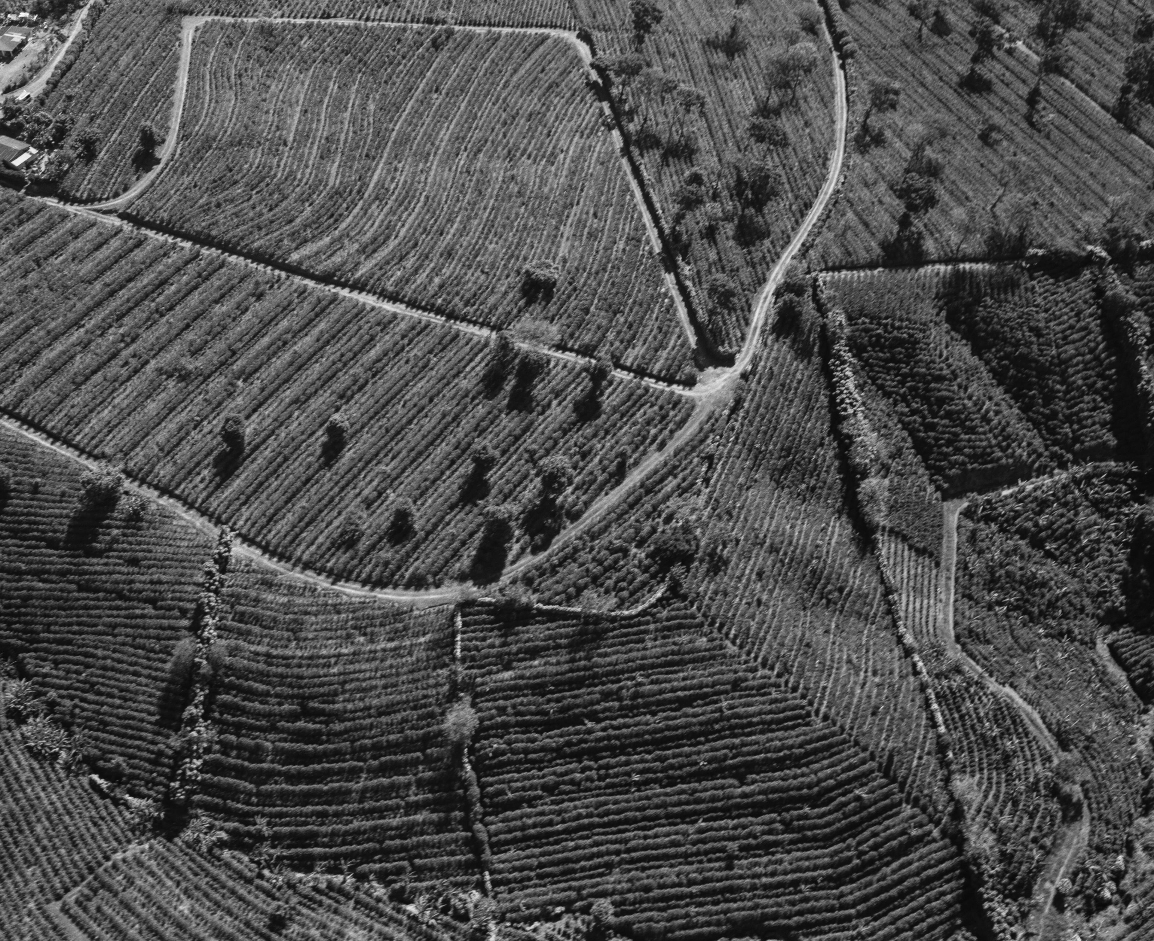 Coffee Fields
