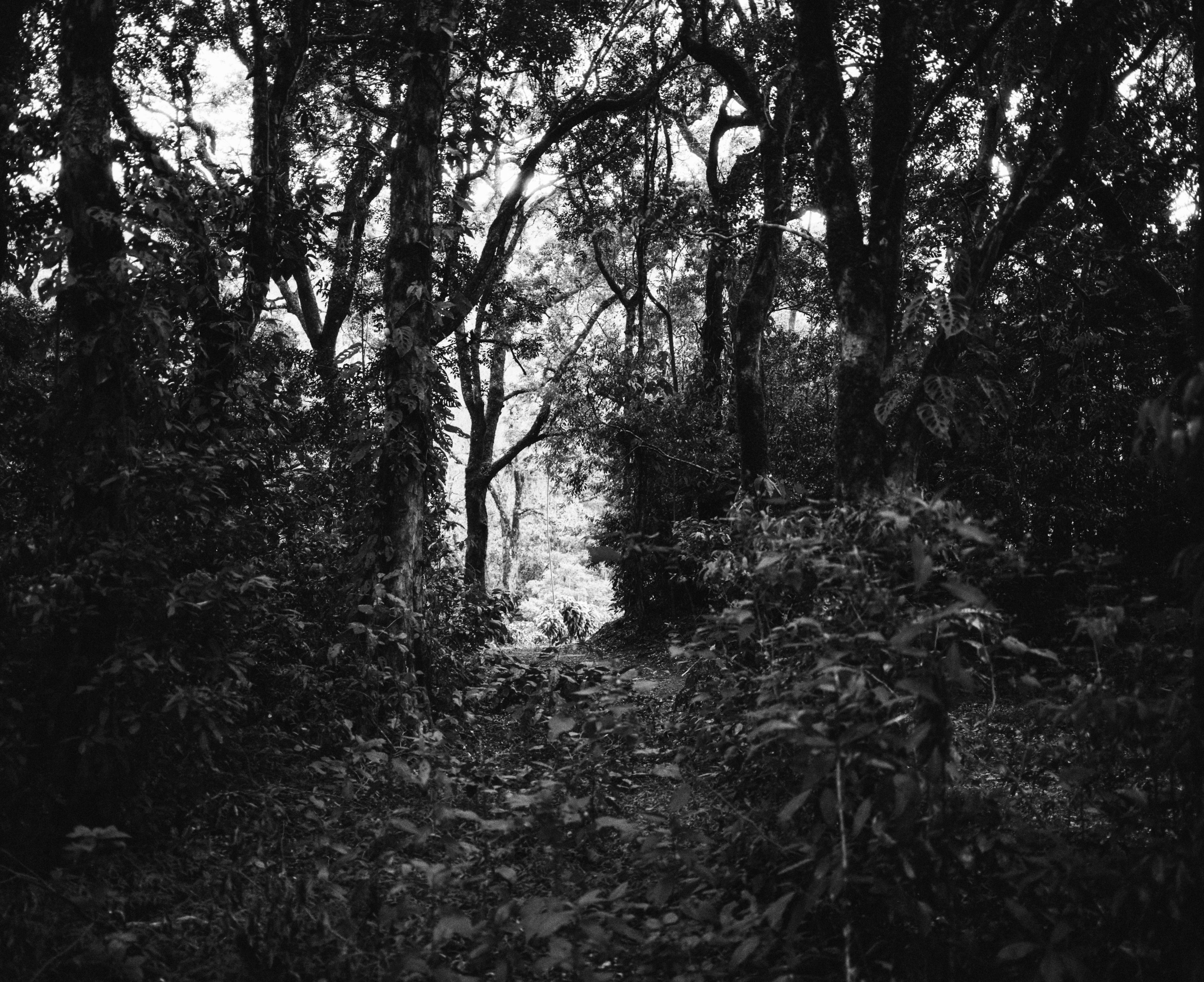 The Forest
