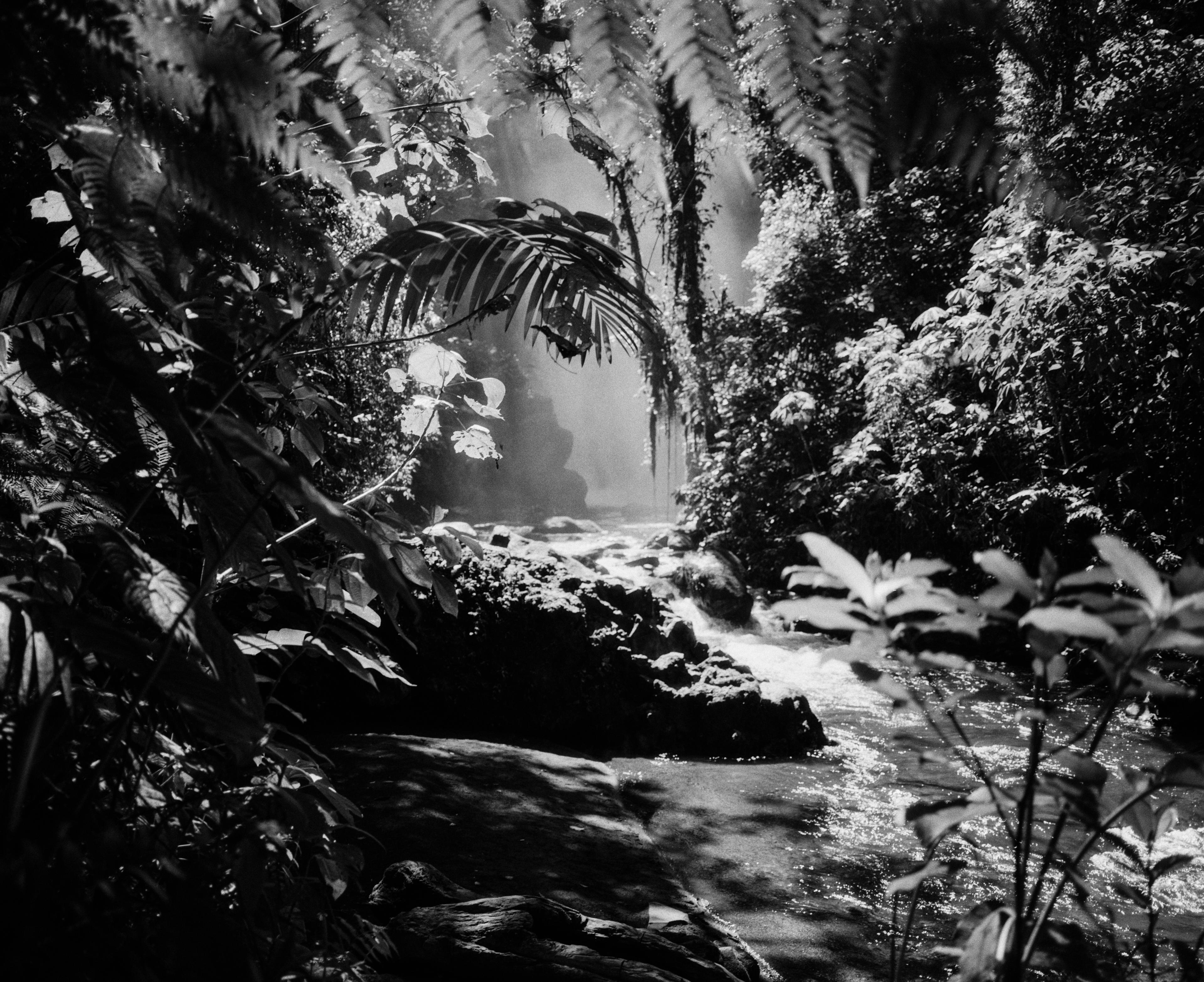 The Jungle