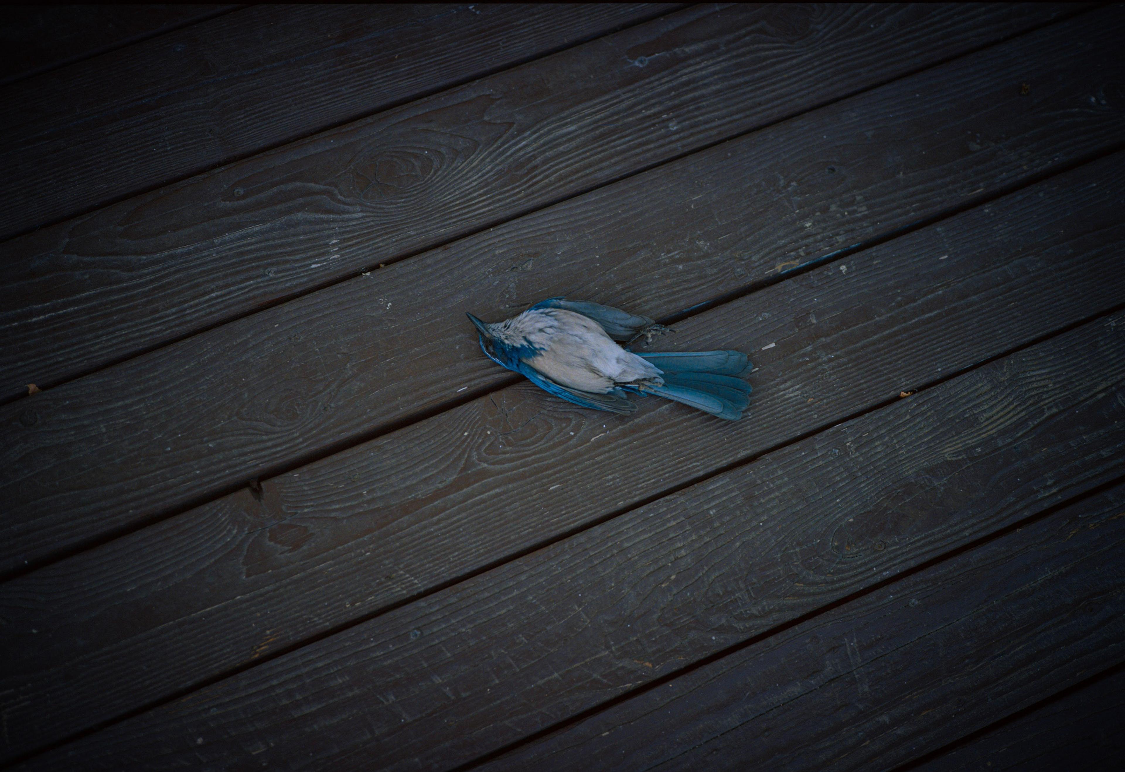 Dead Bird
