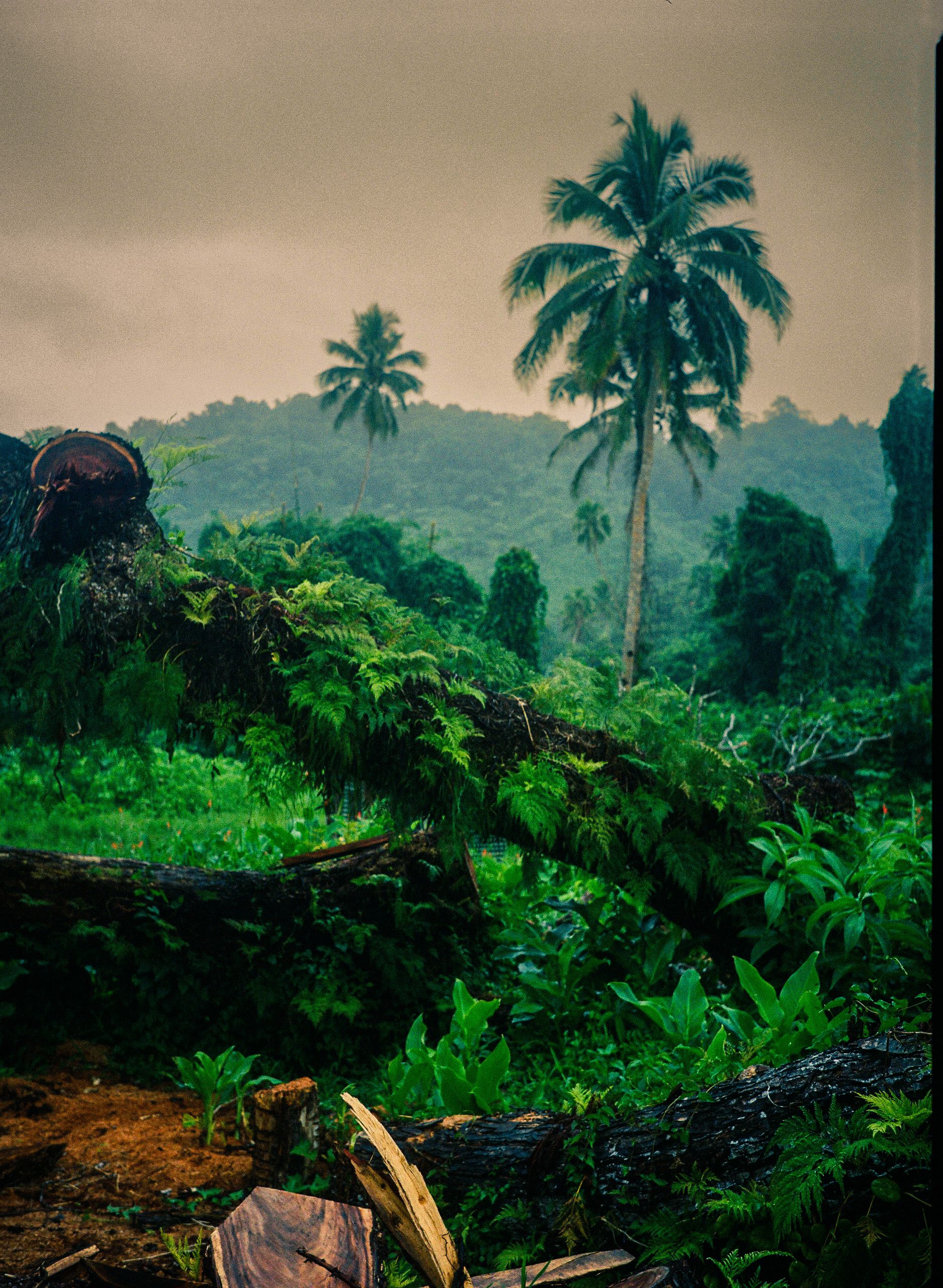 Fiji Images Savusavu