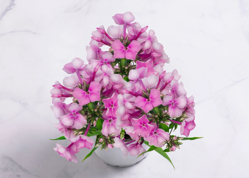 Rosa floks i potte med lys bakgrunn