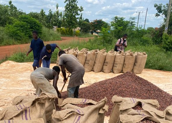 Arbeidere sorterer kakaobønner i sekker