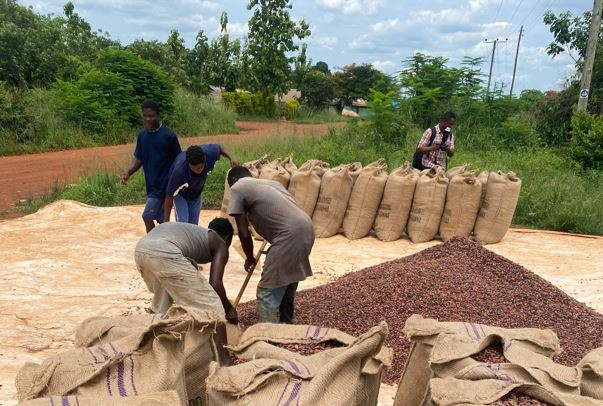Arbeidere sorterer kakaobønner i sekker