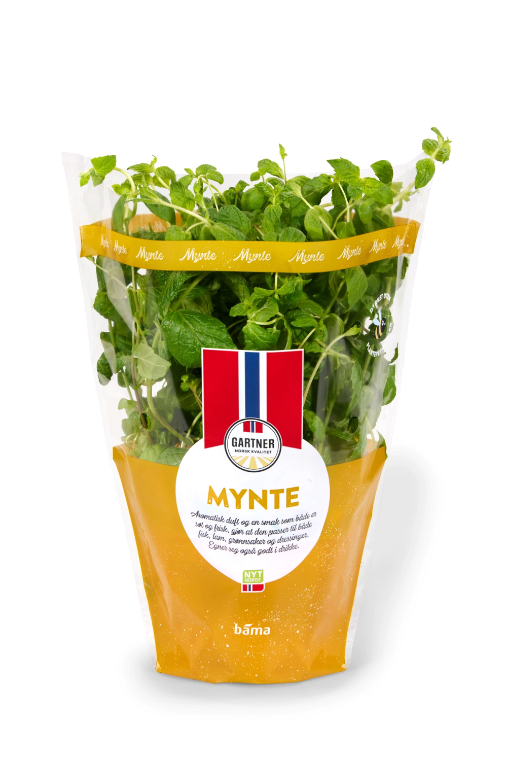 Fersk mynte i potte fra Gartner