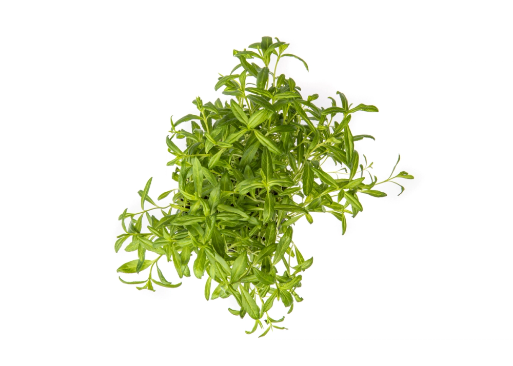 Friske grønne stilker av estragon sett ovenfra mot hvit bakgrunn