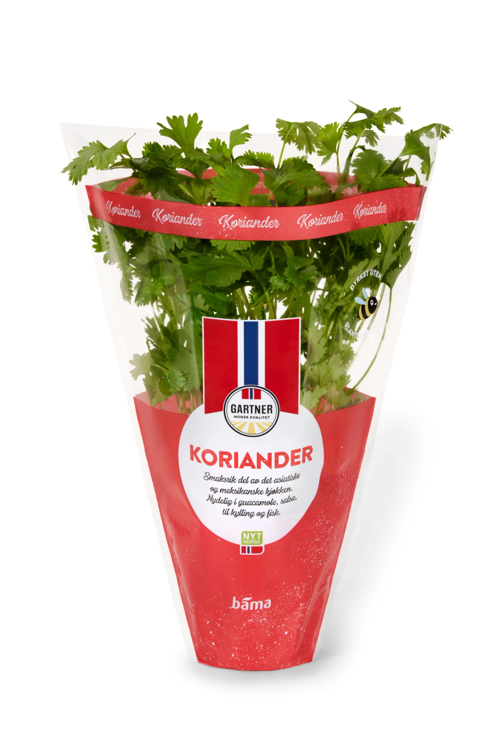 Fersk koriander i potte fra Gartner