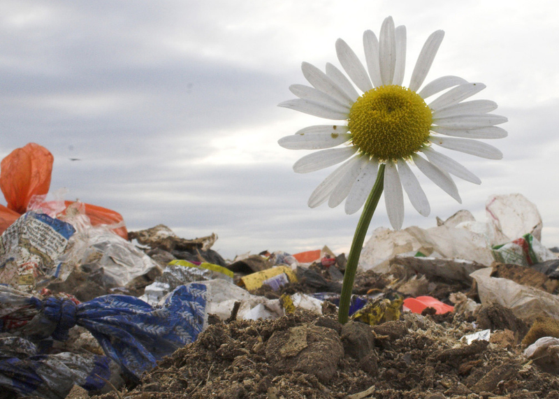 Hvit prestekrage som vokser opp av en søppelfylling