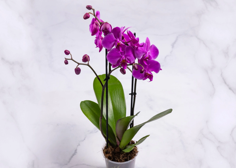En potte med lilla Orkidè
