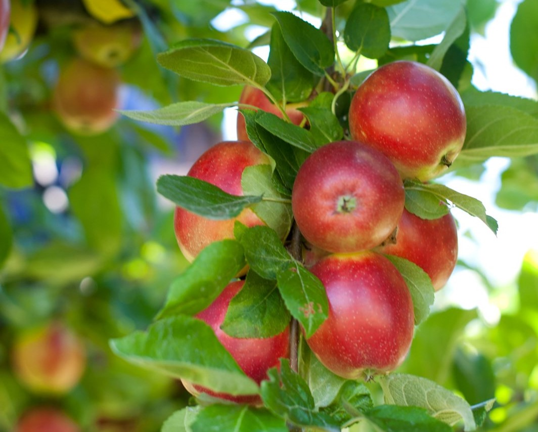 Røde epler som henger på et tre blant grønne blader