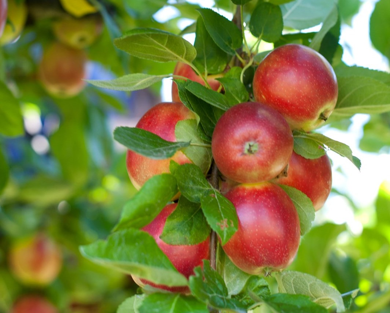 Røde epler som henger på et tre blant grønne blader