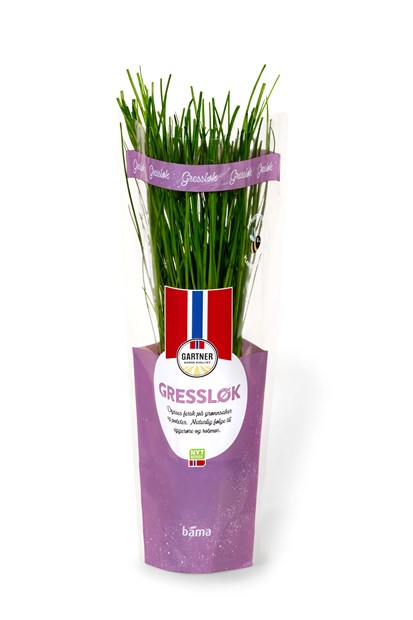 Fersk gressløk i potte fra Gartner