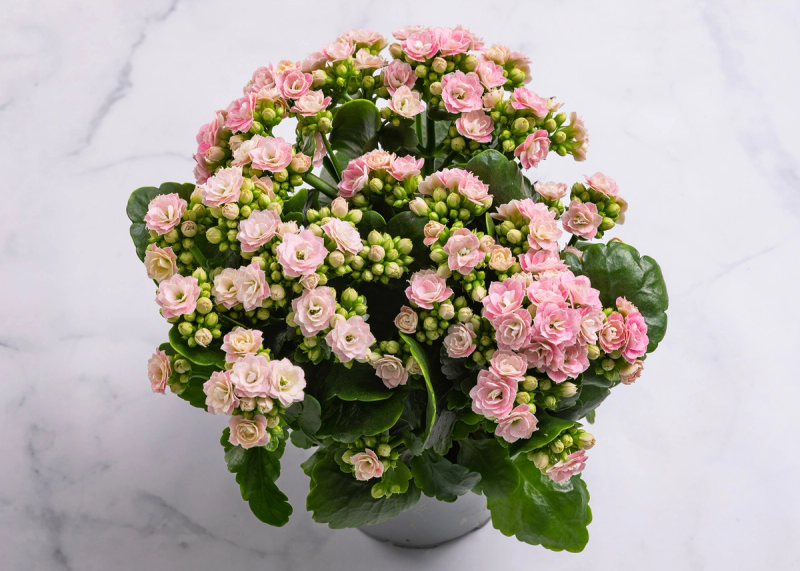 En potte med rosa Ildtopp