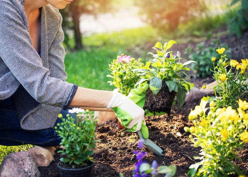 En person planter blomster i et blomsterbed ute i hagen