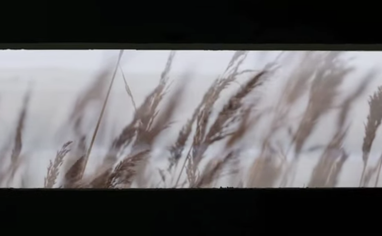 Image of screen showing reeds blowing in the wind, taken from the 'Shifting Lines' installation