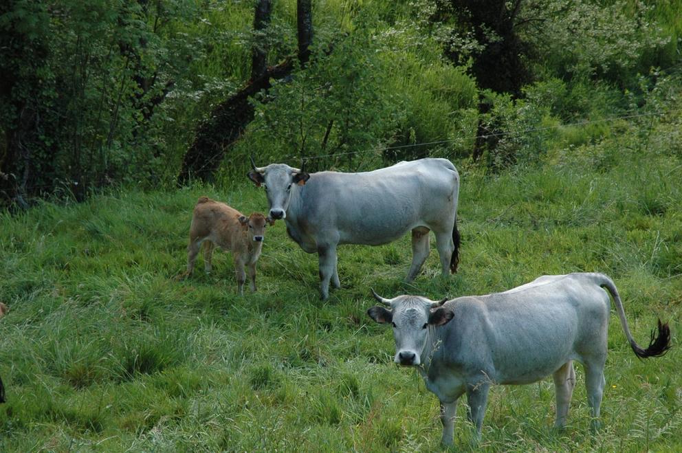 Image of cows in the Arac valley.