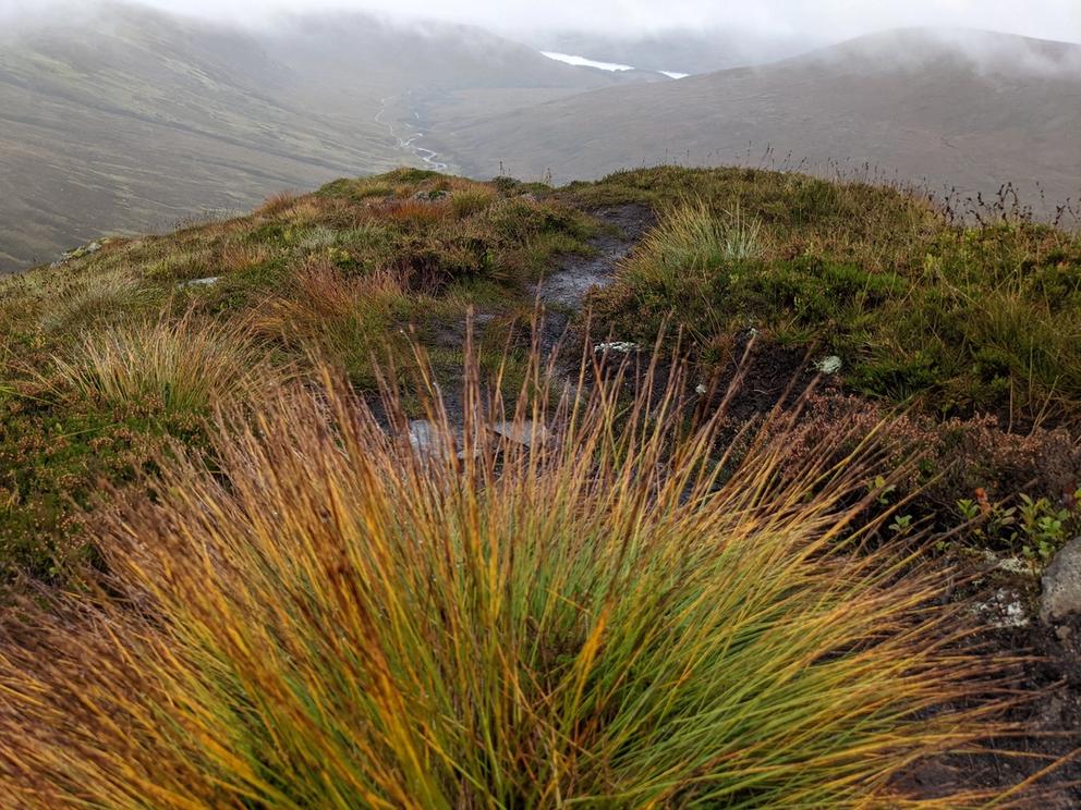Image of plants in the highland landscape of our Scottish case study.